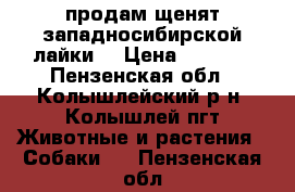 продам щенят западносибирской лайки. › Цена ­ 1 500 - Пензенская обл., Колышлейский р-н, Колышлей пгт Животные и растения » Собаки   . Пензенская обл.